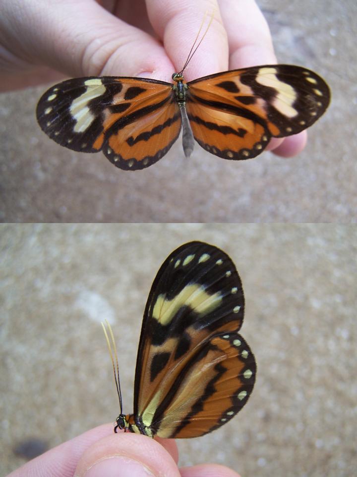 FIGURE 3a FIGURE 3a